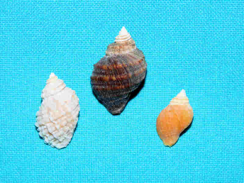 Nucella lima (3) 28.15mm, 23.77mm, 18.61mm.#17334 Nucella lima (3) 28.15mm, 23.77mm, 18.61mm.#17334