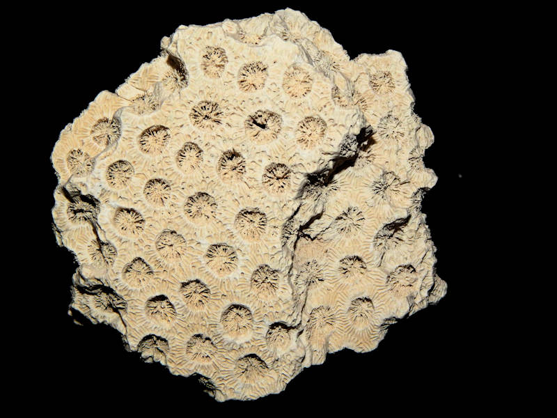 Montastrea limbata 3 ¾”-Ultra-Rare Golden Gate Coral Lot#16601 Montastrea limbata 3 ¾”-Ultra-Rare Golden Gate Coral Lot#16601