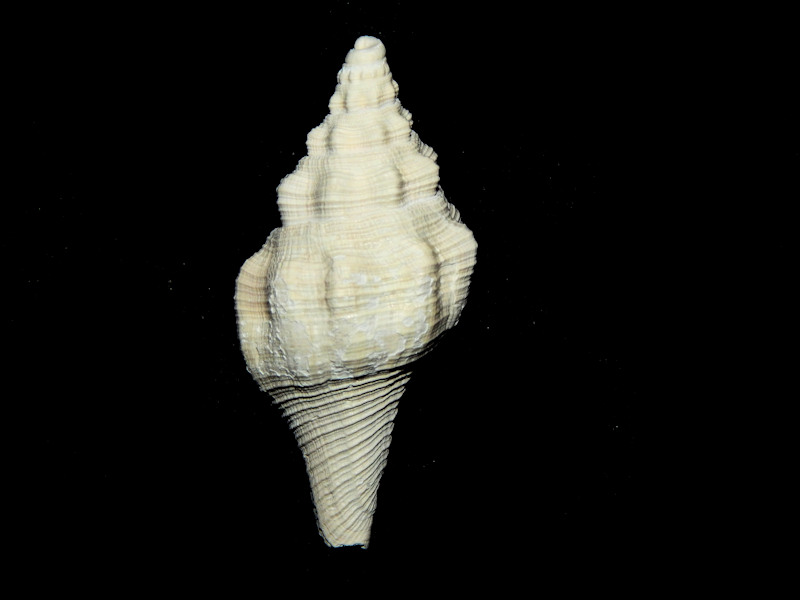 Turbinellidae