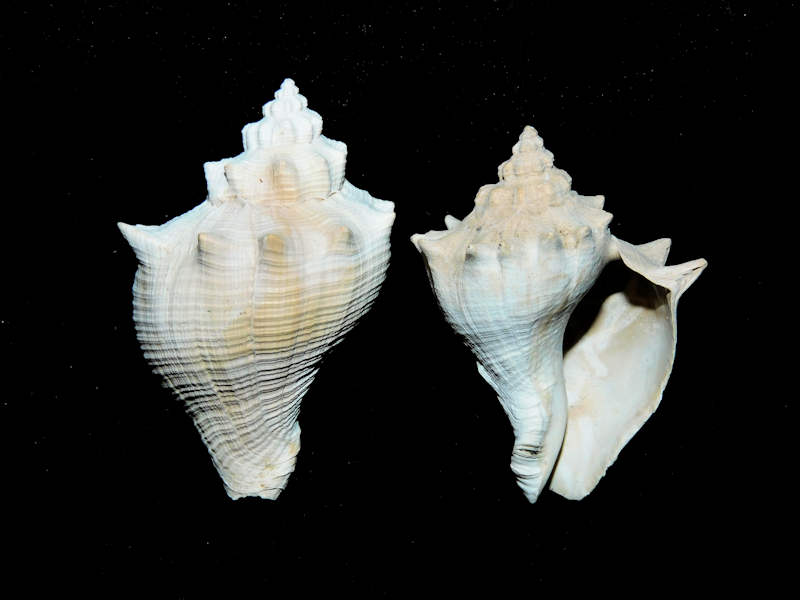 Melongena lindae (2) 46.39mm & 42.29mm."Gorgeous"#17043 Melongena lindae (2) 46.39mm & 42.29mm."Gorgeous"#17043