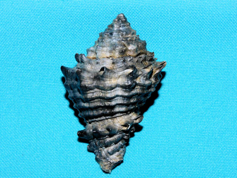 Hystrivasum lindae 2 ½” or 59.66mm. "Black Fossil" #600213 Hystrivasum lindae 2 ½” or 59.66mm. "Black Fossil" #600213