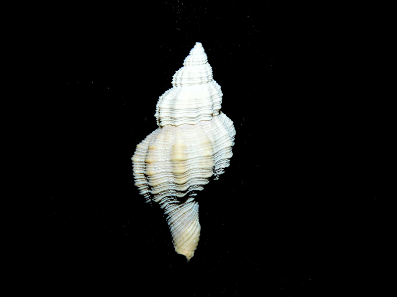 Trossulasalpinx lindae 1 3/8” or 32.01mm.Ultra-Rare#16930 - Click Image to Close