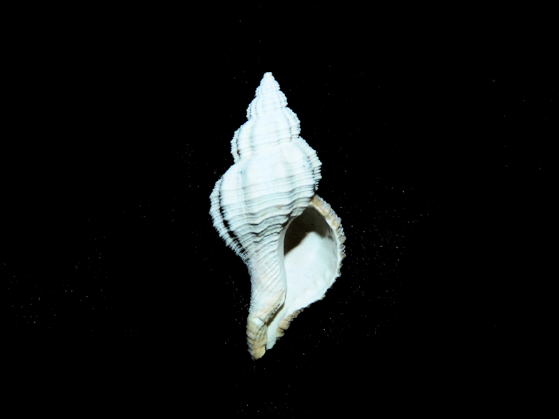 Trossulasalpinx lindae 1 3/8” or 32.01mm.Ultra-Rare#16930