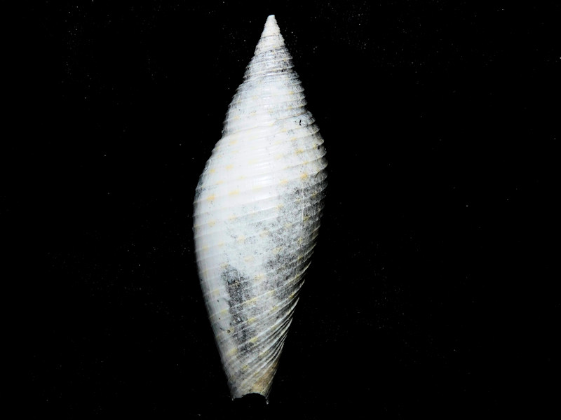 Pleioptygma lindae 3 1/8” or 80.41mm."Rare" #600060