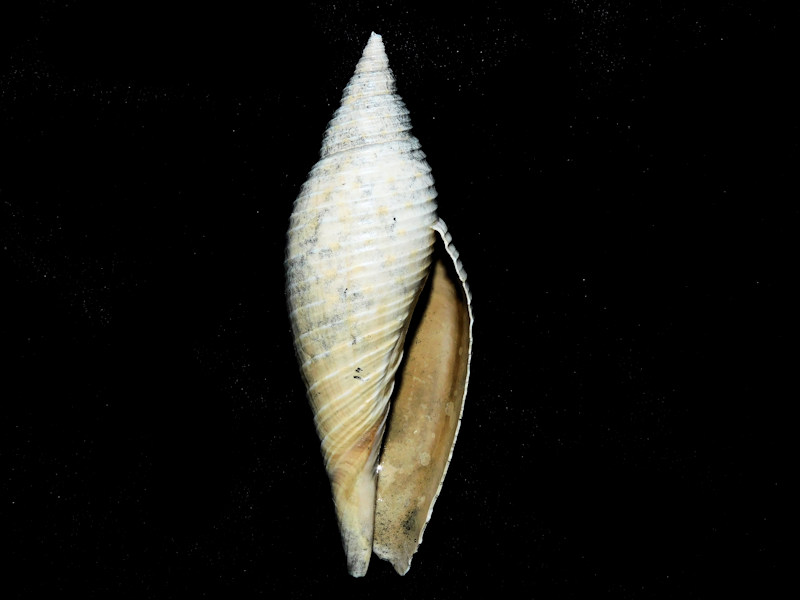 Pleioptygma lindae 3 1/8” or 80.41mm."Rare" #600060 - Click Image to Close