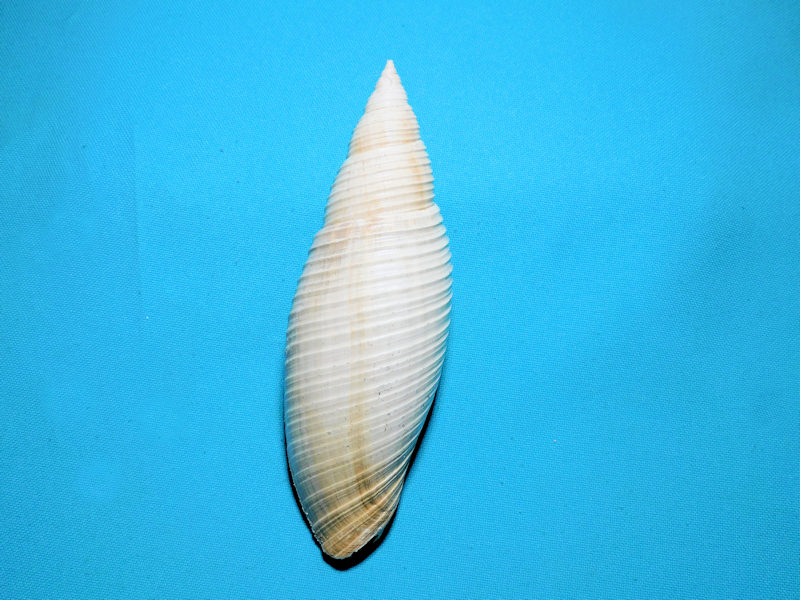 Pleioptygma lindae 5” or 128.19mm."Gorgeous Giant"#900014 Pleioptygma lindae 5” or 128.19mm."Gorgeous Giant"#900014