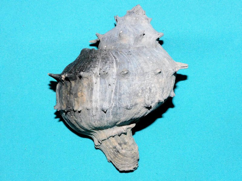 Tropochasca lindae 4 5/8” or 114.49mm."Ultra-Rare"#800165 Tropochasca lindae 4 5/8” or 114.49mm."Ultra-Rare"#800165