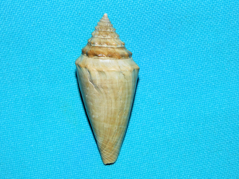Contraconus lindajoyceae 1 ¾” or 43.63mm."Rare Gorgeous"#16899 Contraconus lindajoyceae 1 ¾” or 43.63mm."Rare Gorgeous"#16899