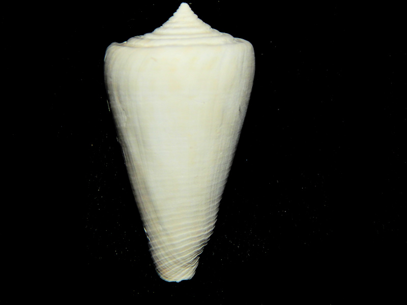 Lindaconus jeremyi 1 5/8” -Ultra-Rare Great Condition-Lot#16717 Lindaconus jeremyi 1 5/8” -Ultra-Rare Great Condition-Lot#16717
