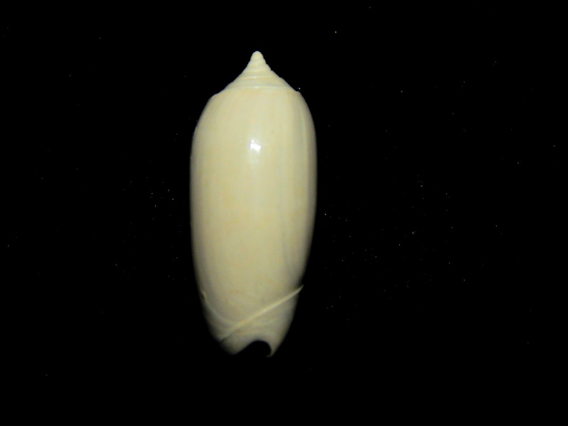 Oliva liodes 21.96mm.-Ultra-Rare Chipola Superb Lot#16742 Oliva liodes 21.96mm.-Ultra-Rare Chipola Superb Lot#16742