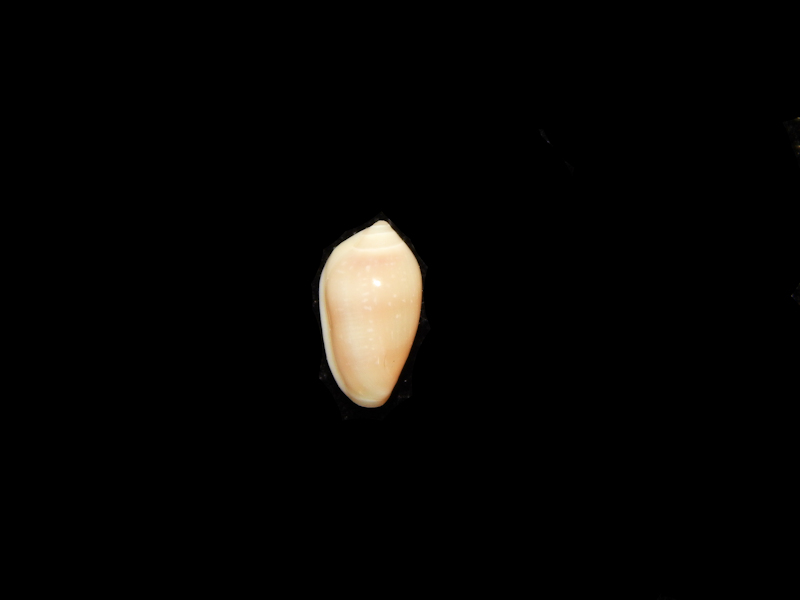 Prunum lipei 9.06mm-Rare Quintana Roo Lot#14189 Prunum lipei 9.06mm-Rare Quintana Roo Lot#14189