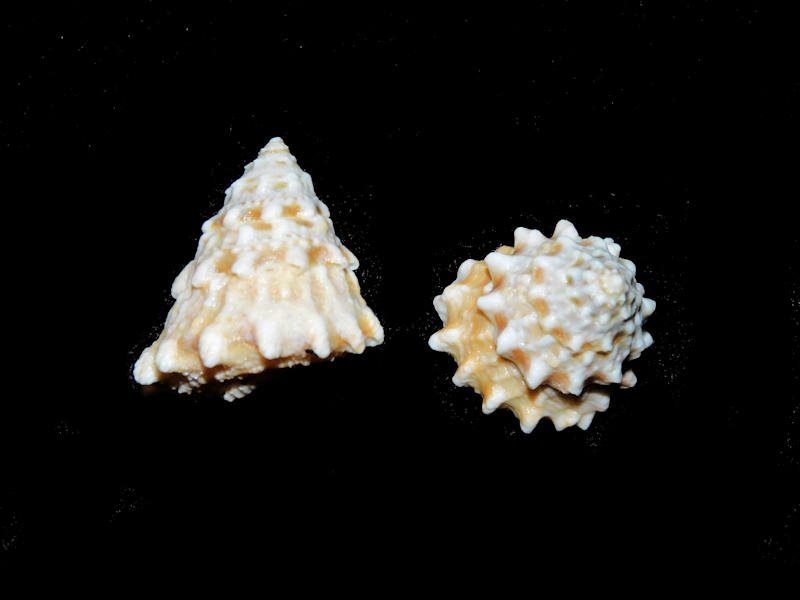 Lithopoma tectum (2) 28.10 mm & 24.57mm. "Eleuthera"#17293 Lithopoma tectum (2) 28.10 mm & 24.57mm. "Eleuthera"#17293
