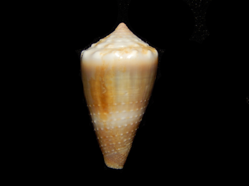 Lividoconus lividus 1 1/8”-Phuket" Granulate"-Lot#13739 Lividoconus lividus 1 1/8”-Phuket" Granulate"-Lot#13739