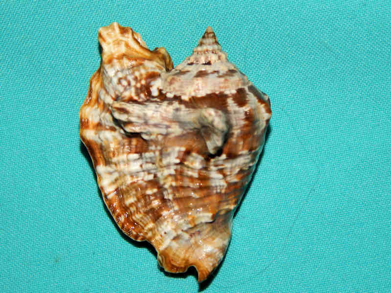 Lobatus raninus 3” w/o-Florida Keys-Lot#15966 Lobatus raninus 3” w/o-Florida Keys-Lot#15966
