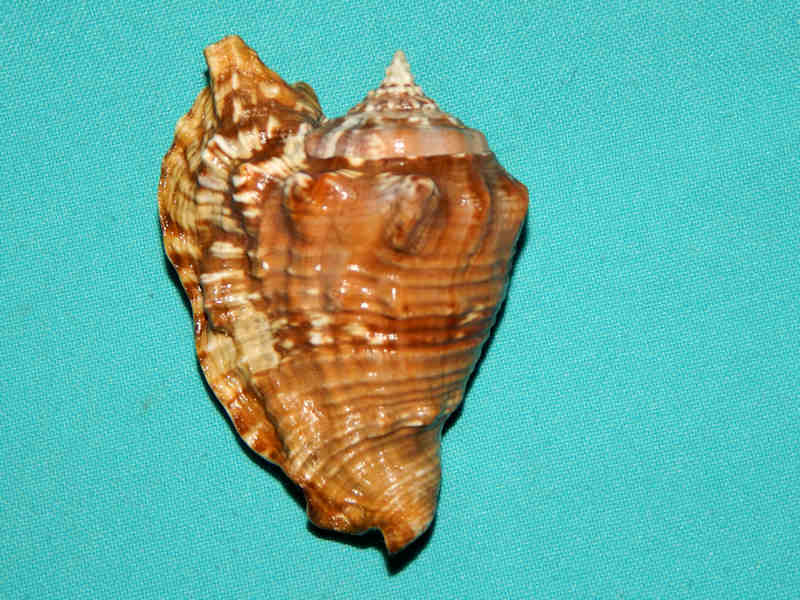 Lobatus raninus 3 1/8” w/o-Lovely Marathon-lot#15965 Lobatus raninus 3 1/8” w/o-Lovely Marathon-lot#15965