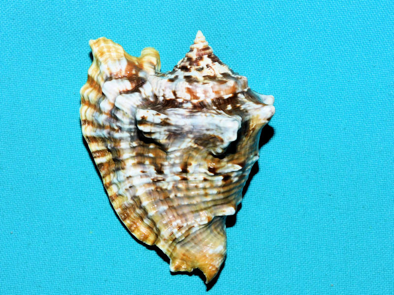 Lobatus raninus 2 7/8"” or 73.49mm. "Superb"#17662 - Click Image to Close