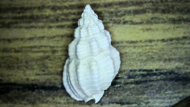 Nassarius (Uzita) locklini 11.06mm.-Apac Pit Lot#16343 - Click Image to Close