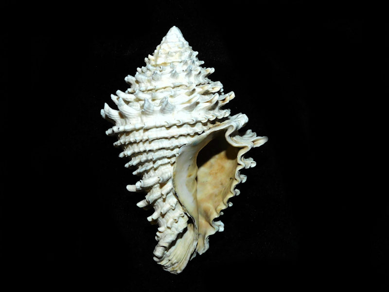 Nassarius (Uzita) locklini 11.06mm.-Apac Pit Lot#16343 - Click Image to Close