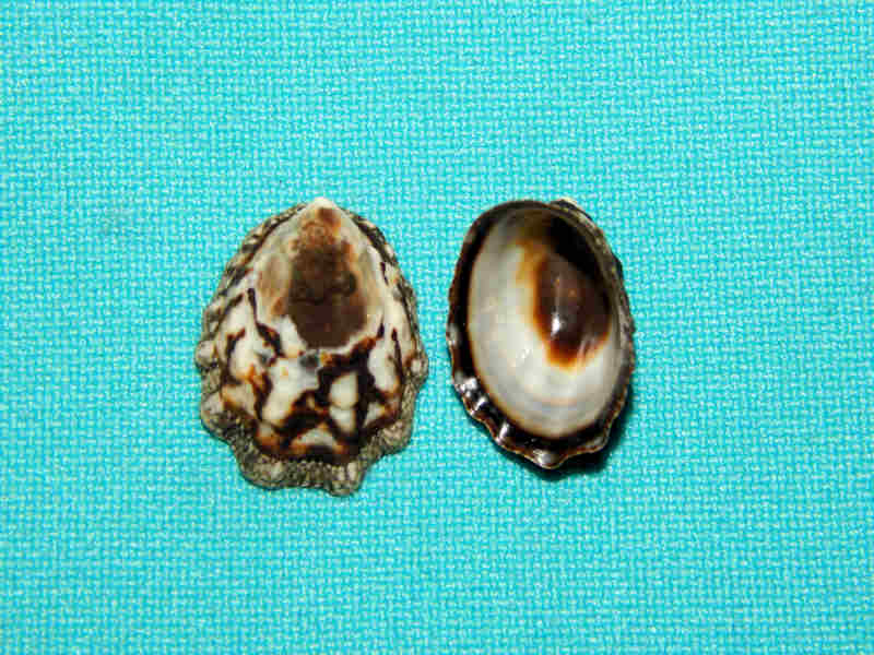 Lottia digitalis (2) 17.65mm & 19.58mm.-Lot#13780 Lottia digitalis (2) 17.65mm & 19.58mm.-Lot#13780