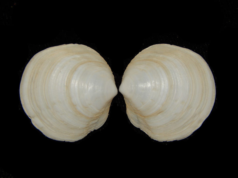 Loripes lacteus -Black Sea Off Of Turkey Lot#11864 Loripes lacteus -Black Sea Off Of Turkey Lot#11864
