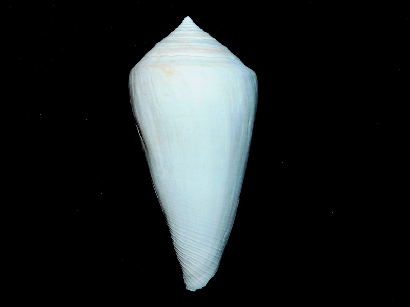 Contraconus arlinei 3 7/8” or 99.56mm."Low-Spired Form"#17077 Contraconus arlinei 3 7/8” or 99.56mm."Low-Spired Form"#17077