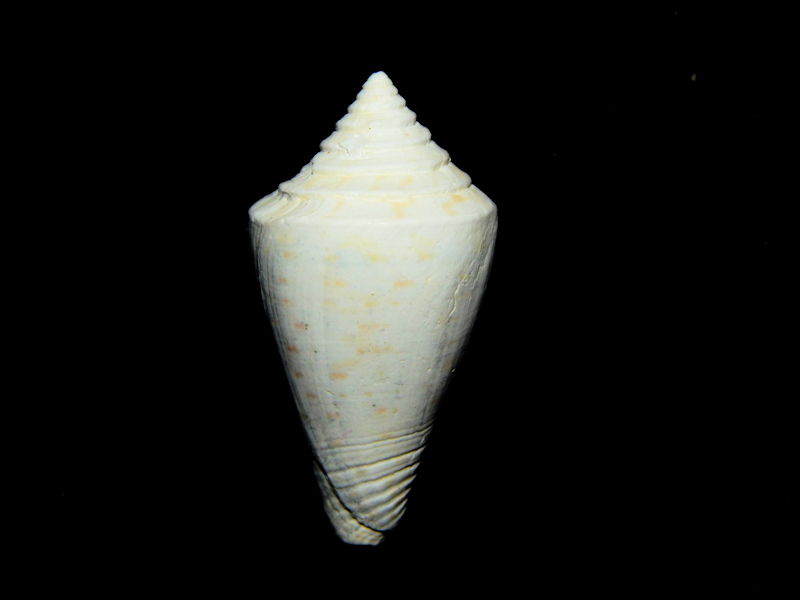 Gradiconus loxahatcheensis 1 3/8”-Holey Land-Lot#16711 Gradiconus loxahatcheensis 1 3/8”-Holey Land-Lot#16711
