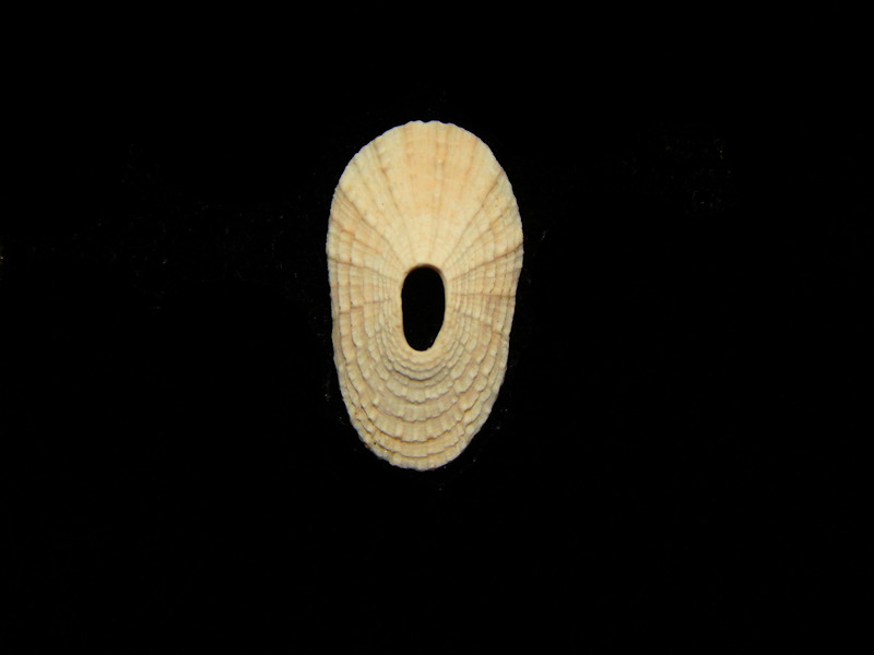 Lucapinella talanteia 15.05mm.-Ft Denaud Member-Lot#12845 Lucapinella talanteia 15.05mm.-Ft Denaud Member-Lot#12845
