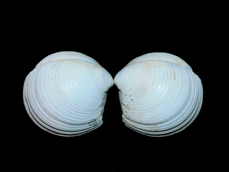 Linga pennsylvanica 2 1/8” & 53.57mmChibanian Pleistocene #17390 Linga pennsylvanica 2 1/8” & 53.57mmChibanian Pleistocene #17390