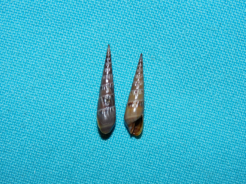 Impages cinerea luctuosa(2) 21.04mm & 19.06mm. Lot#16812 Impages cinerea luctuosa(2) 21.04mm & 19.06mm. Lot#16812