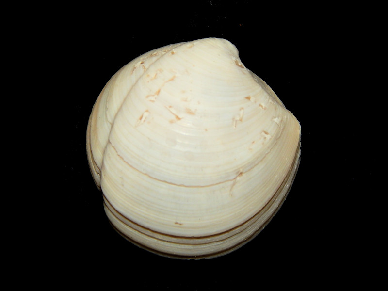 Lucina pensylvanica 1 5/8"-Golden Gate Member-Lot#16290 Lucina pensylvanica 1 5/8"-Golden Gate Member-Lot#16290
