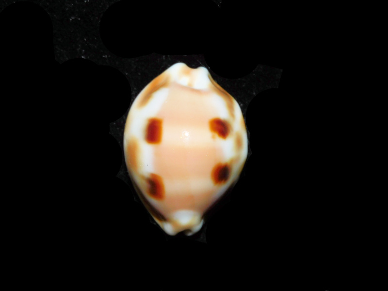 Luria tessellata 1 ¼” or 30.58mm. "Very Rare Hawaiian Endemic" LOT# 901232JB (image for) Luria tessellata 1 ¼” or 30.58mm. "Very Rare Hawaiian Endemic" LOT# 901232JB