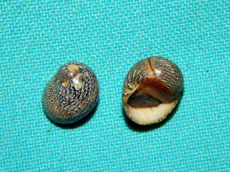 Theodoxus luteofasciatus (2) 12.17mm & 12.53mm. w/o-Lot#12701 Theodoxus luteofasciatus (2) 12.17mm & 12.53mm. w/o-Lot#12701