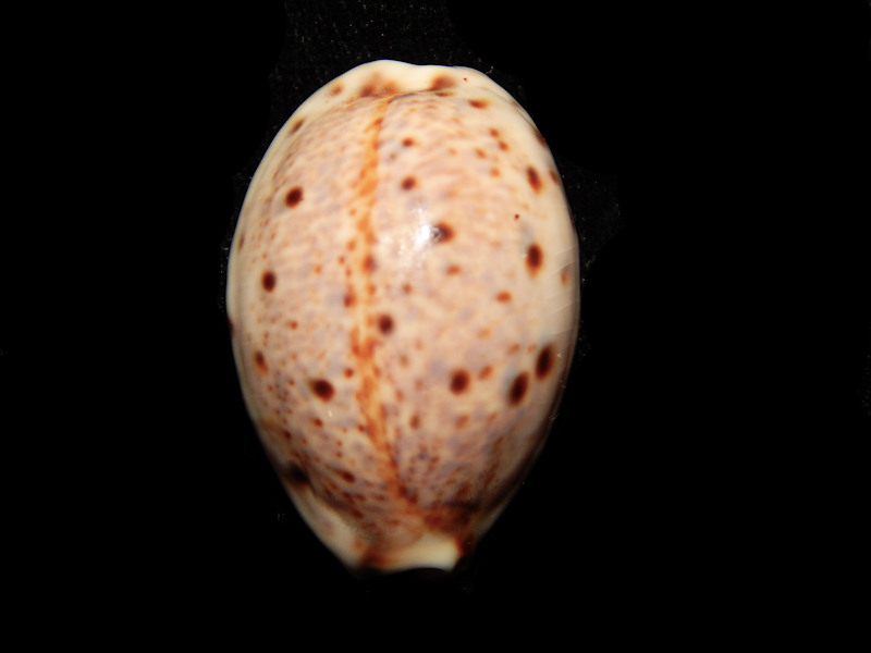 Lyncina lynx 1 ½”-Bohol, Philippines-Lot#15009 Lyncina lynx 1 ½”-Bohol, Philippines-Lot#15009