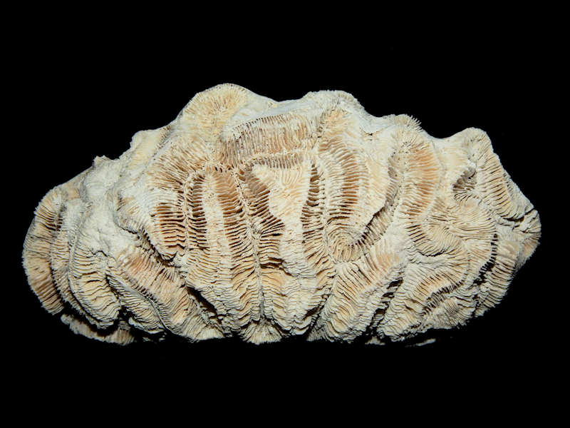 Manicina cf. areolata 7 1/8”-Giant Variant Golden Gate Lot#16273 Manicina cf. areolata 7 1/8”-Giant Variant Golden Gate Lot#16273