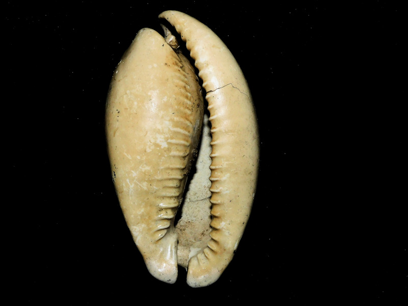 Akleistostoma macbrideae 3 3/8” or 84.31mm."Rare Variant"#600205
