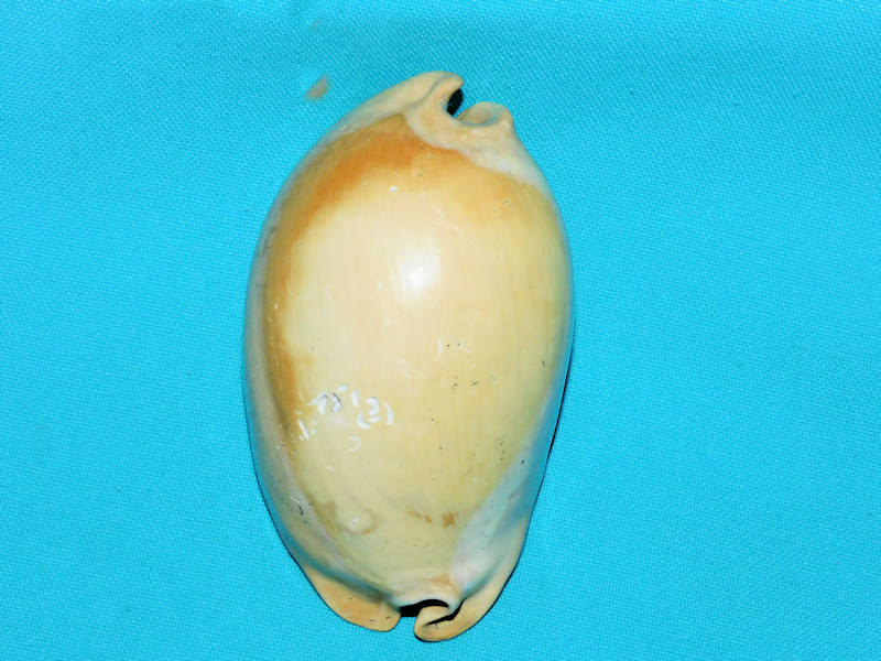 Akleistostoma macbrideae 3 5/8” or 90.57mm."Rare Large"#500012