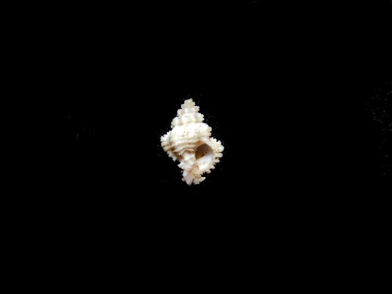 Favartia (Favartia) maculata 10.44mm Deep Water Lot#16809 - Click Image to Close