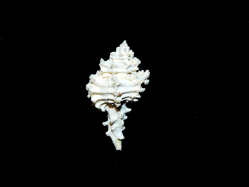 Murexiella macgintyi 1 ½” or 35.99mm."Giant Fossil" #700102