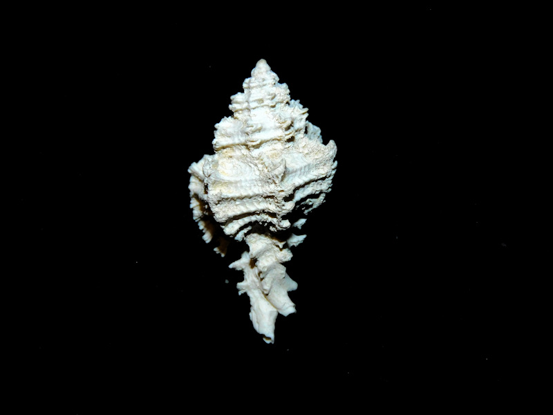 Murexiella macgintyi 1 3/8” or 32.78mm."Gorgeous Fossil "#700230 Murexiella macgintyi 1 3/8” or 32.78mm."Gorgeous Fossil "#700230