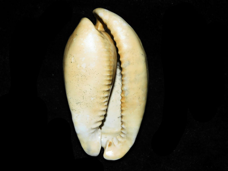 Akleistostoma macbrideae 2 7/8” or 72.31mm. "Lovely"#17675