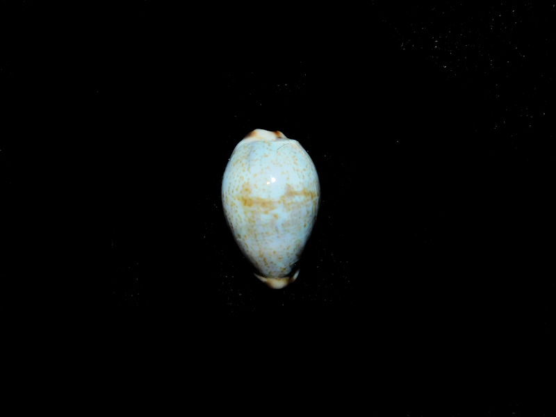Purpuradusta gracilis macula 17.03mm. Australia #17344