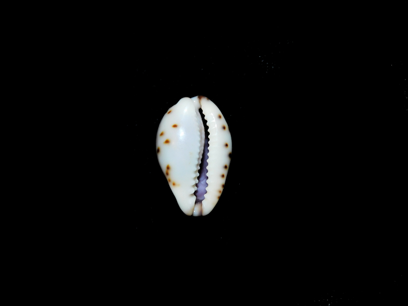 Purpuradusta gracilis macula 17.03mm. Australia #17344
