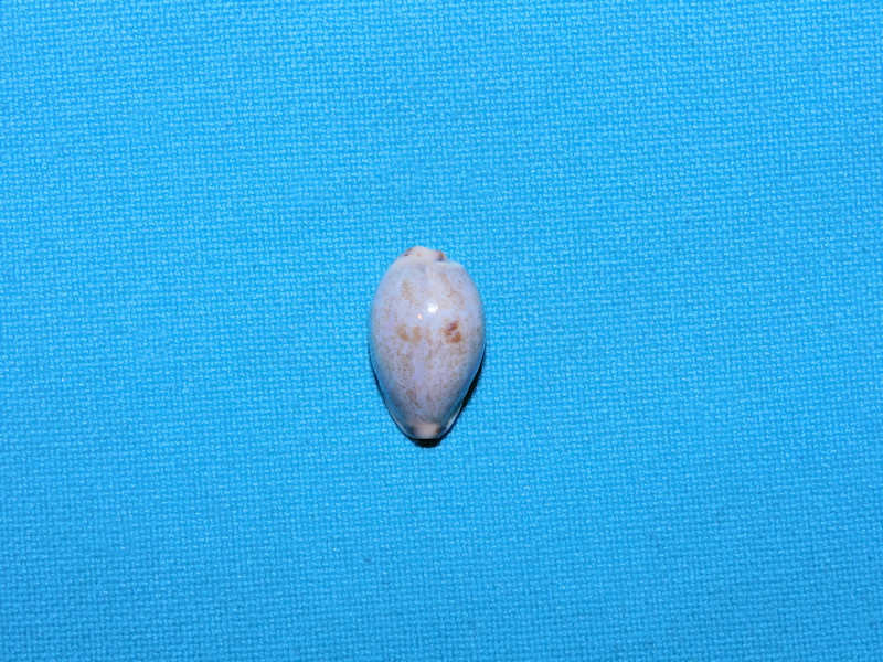 Purpuradusta gracilis macula 18.34mm. "Australia"#17412