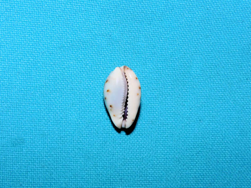 Purpuradusta gracilis macula 18.34mm. "Australia"#17412 - Click Image to Close