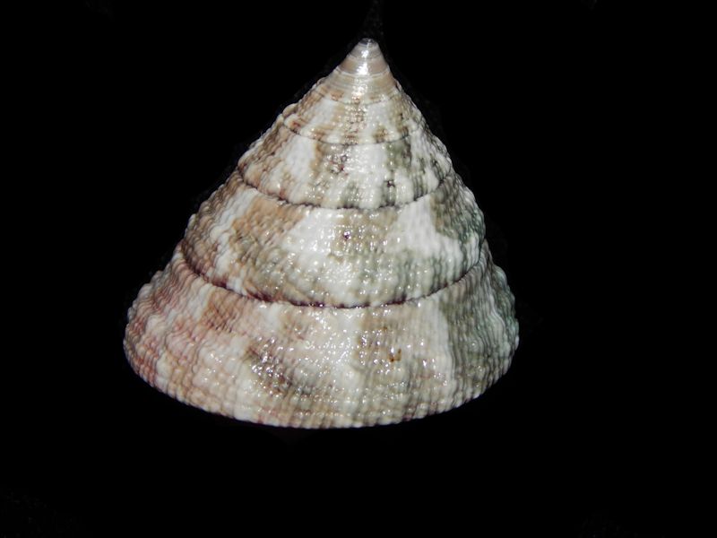 Trochus maculatus -Olango Island, Philippines-Lot#11136 Trochus maculatus -Olango Island, Philippines-Lot#11136