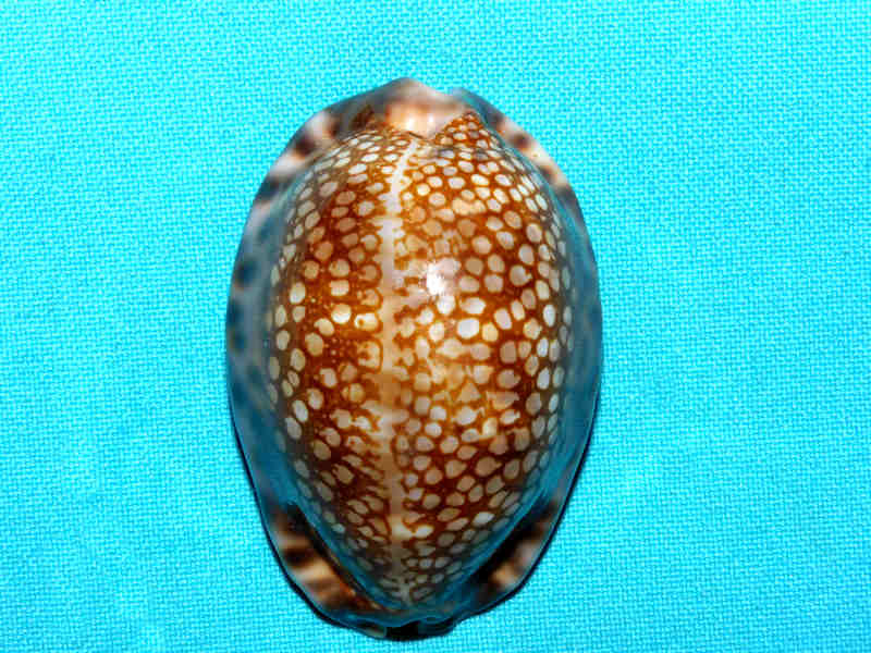 Mauritia maculifera 2 5/8” or 62.56mm."Hawaiian Beauty" #700109 - Click Image to Close