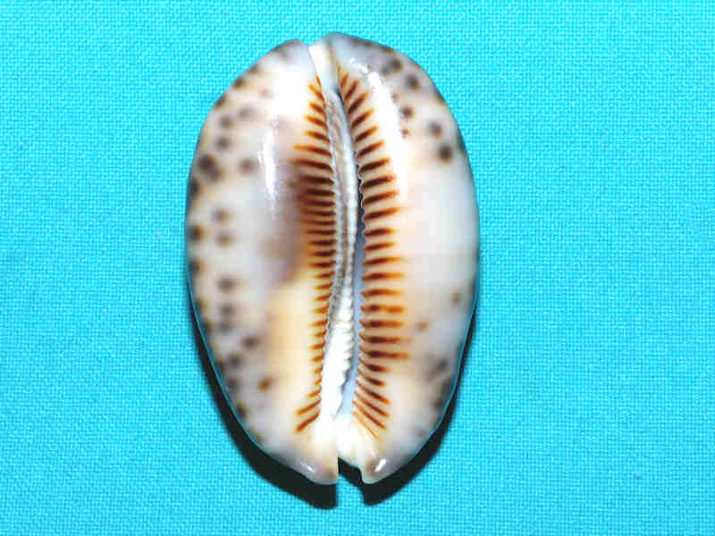 Mauritia maculifera 2 5/8” or 62.56mm."Hawaiian Beauty" #700109 - Click Image to Close