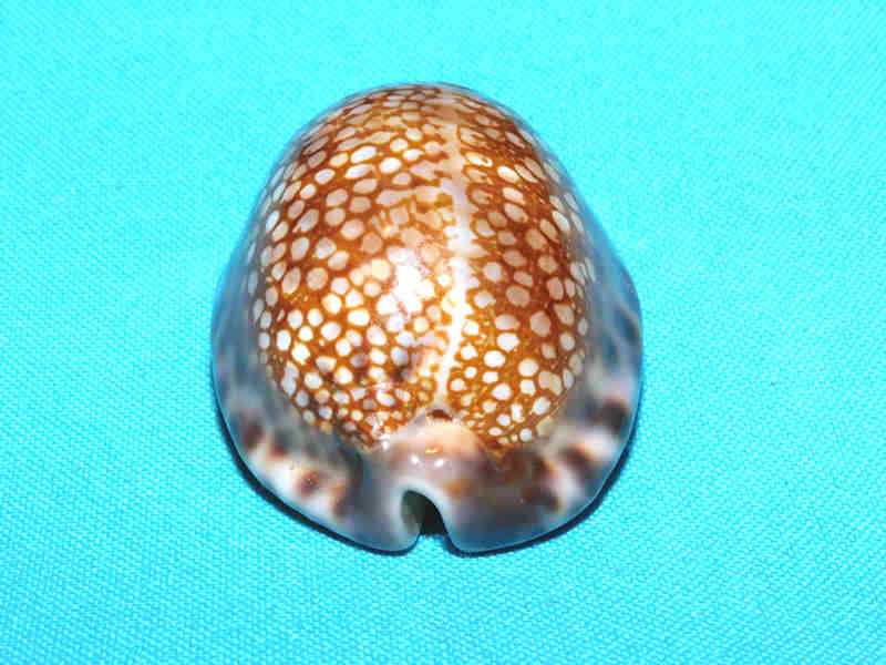 Mauritia maculifera 2 5/8” or 62.56mm."Hawaiian Beauty" #700109