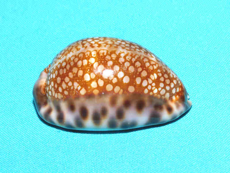 Mauritia maculifera 2 5/8” or 62.56mm."Hawaiian Beauty" #700109 - Click Image to Close