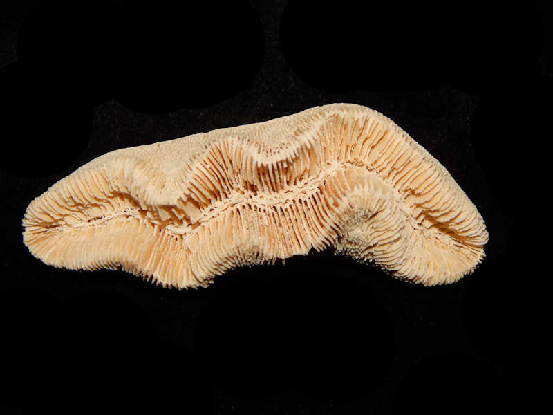 Manicina grandis 3 ½” -Rare Variant of the Golden Gate Lot#13655 (image for) Manicina grandis 3 ½” -Rare Variant of the Golden Gate Lot#13655